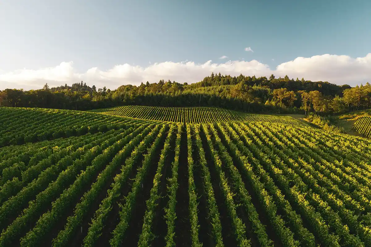 Business Opportunities in Bali - Organic Farming