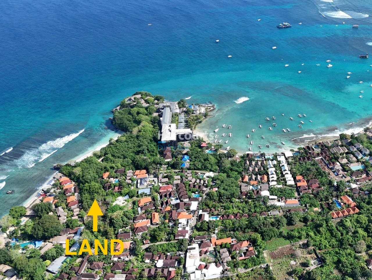 Very Last Opportunity Purchase Tropical Modern