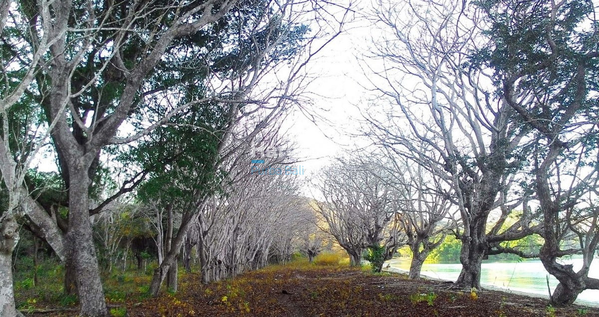 flores-has-long-been-ocean-breeze