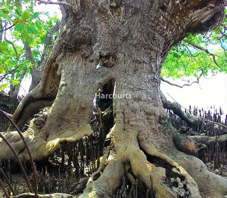 flores-has-long-been-tropical-modern