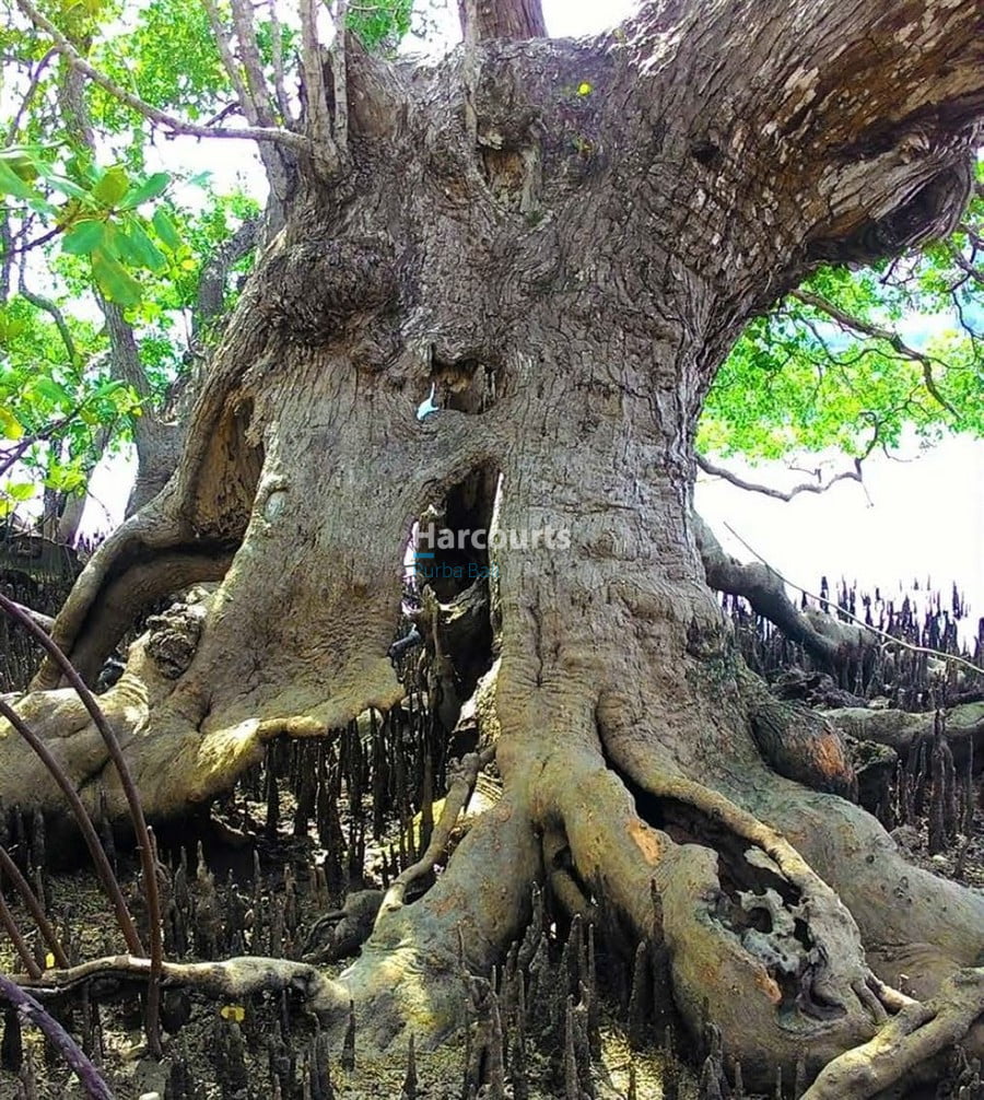 flores-has-long-been-tropical-modern