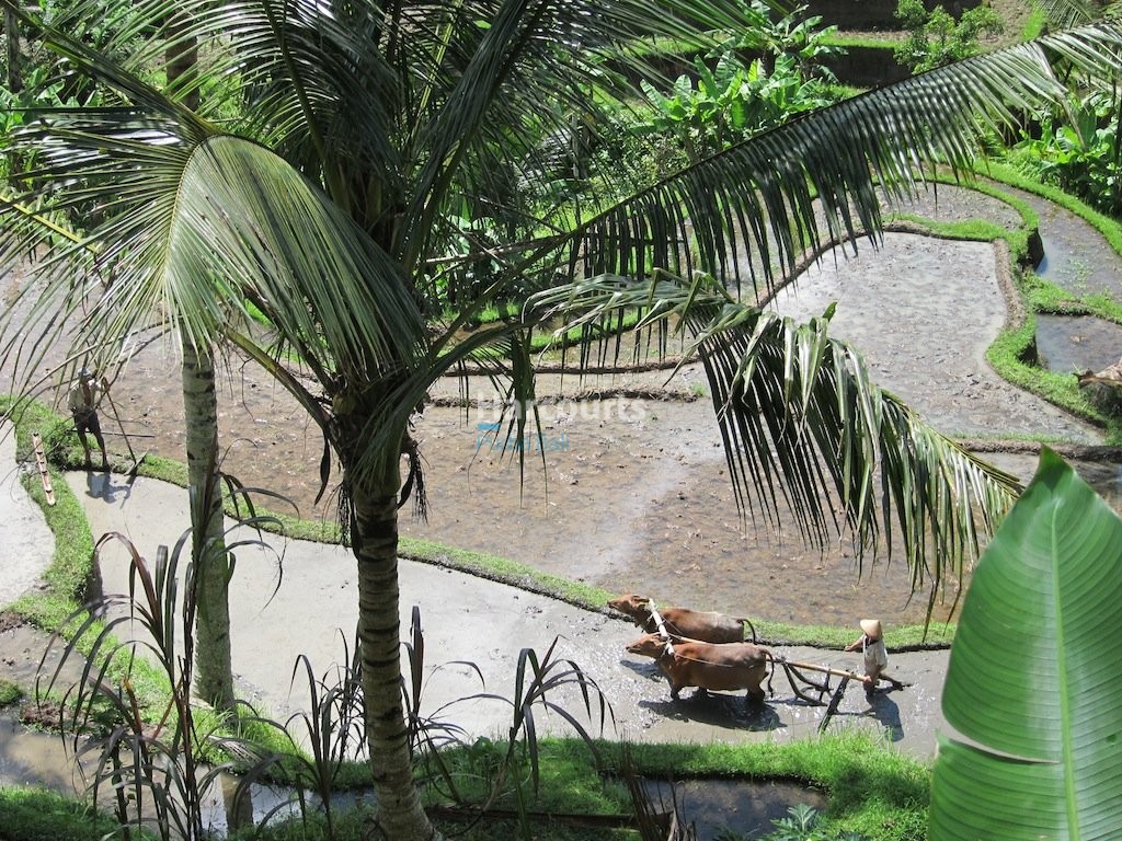 Perched Dramatically Above World Famous Bali Home